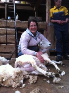 sheep-shearing-nicole