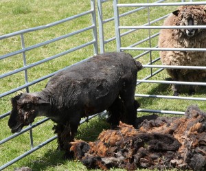 all sheared