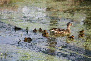 tiny ducklings