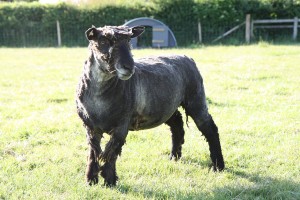 sheared bluemli