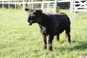 sheared louise