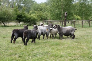 sheep meeting