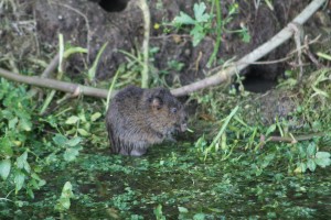 water-vole-eating