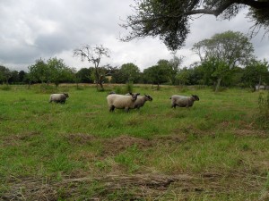 coloured ryeland flock new field