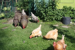 hens-merging-1