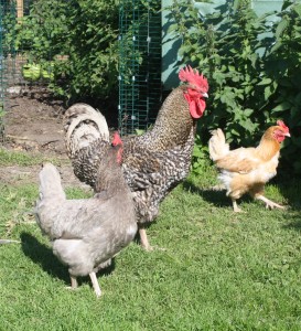 hens-merging-2