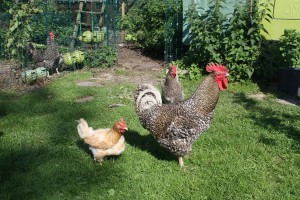 merging hens