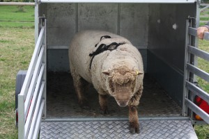 ginger-coloured-ryeland-ram