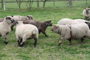 ginger-coloured-ryeland-ram-gets-going