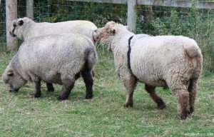 ginger-and-ewes