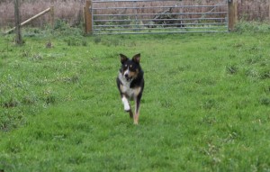 haribo-collie-running