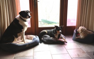 three-dogs