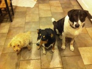 three-dogs-await-dinner