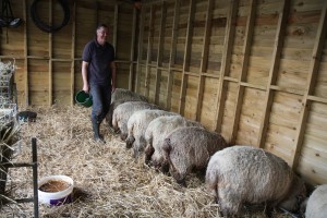 sheep eating sheep nuts with Adrian