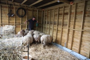 trapped by sheep