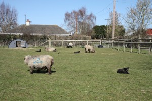 You can just see us right at the back next to the fence