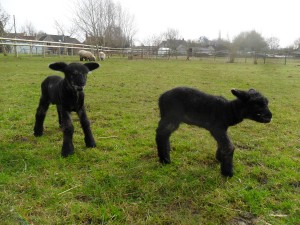 lambs lisa and larry in field for first time