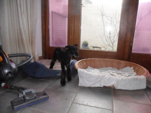 larry in dogs beds