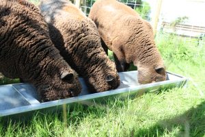 Warlock, Larry and Wallace eating creef feed