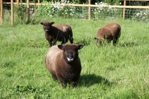 Warlock, Larry and Wallace in new paddock